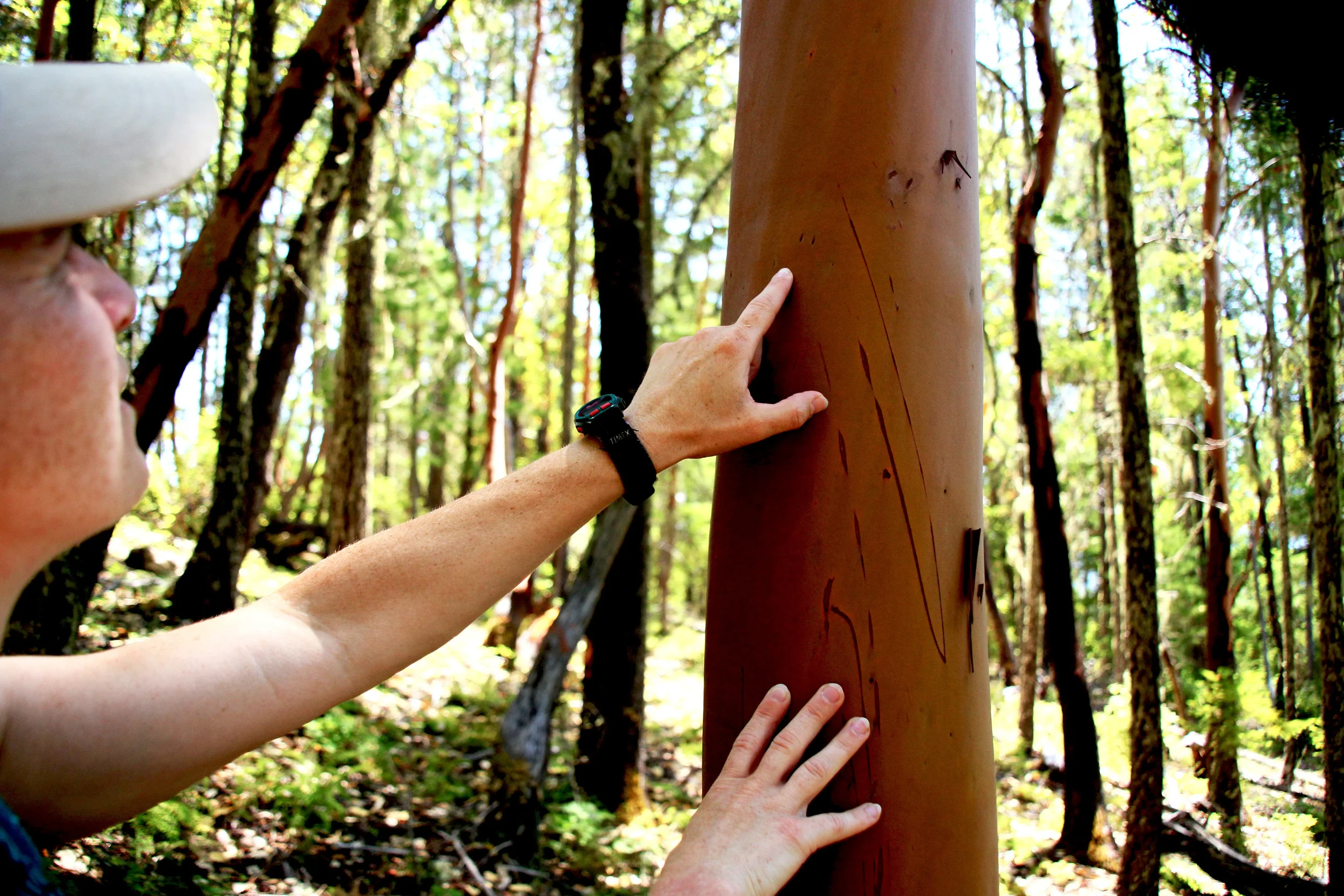 Karen notices a couple claw marks on a madrone tree in the forestland above the farm.