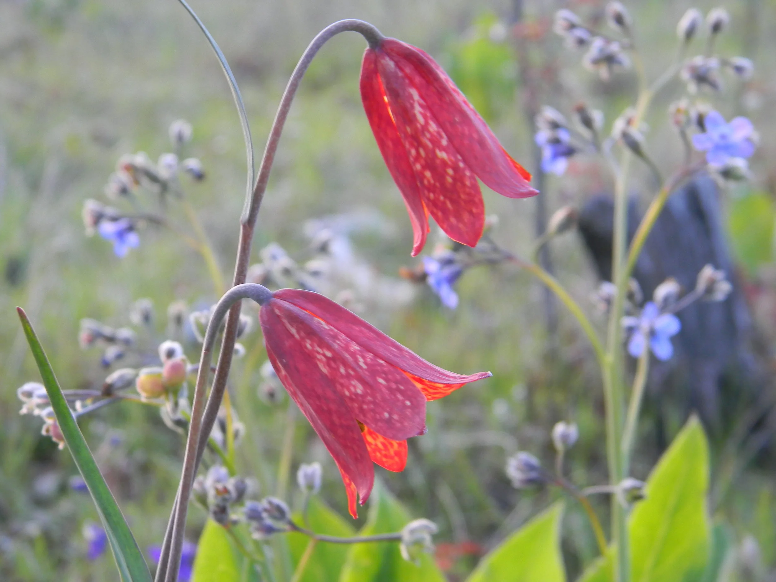 The federally listed endangered Gentner's fritillary has been documented in the Woodlands.