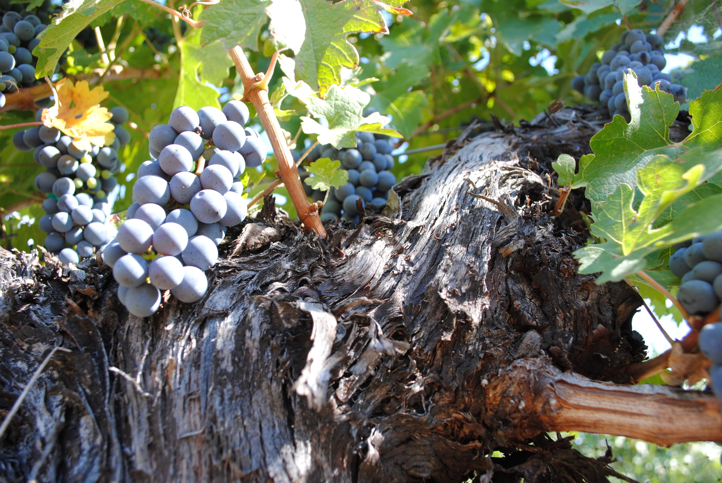 A portion of the farm is dedicated to growing 7 varieties of grapes.