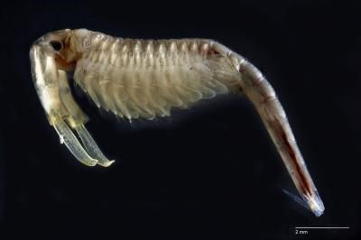 A male vernal pool fairy shrimp (Branchinecta lynchi). Photo: Vic Smith,California Academy of Sciences