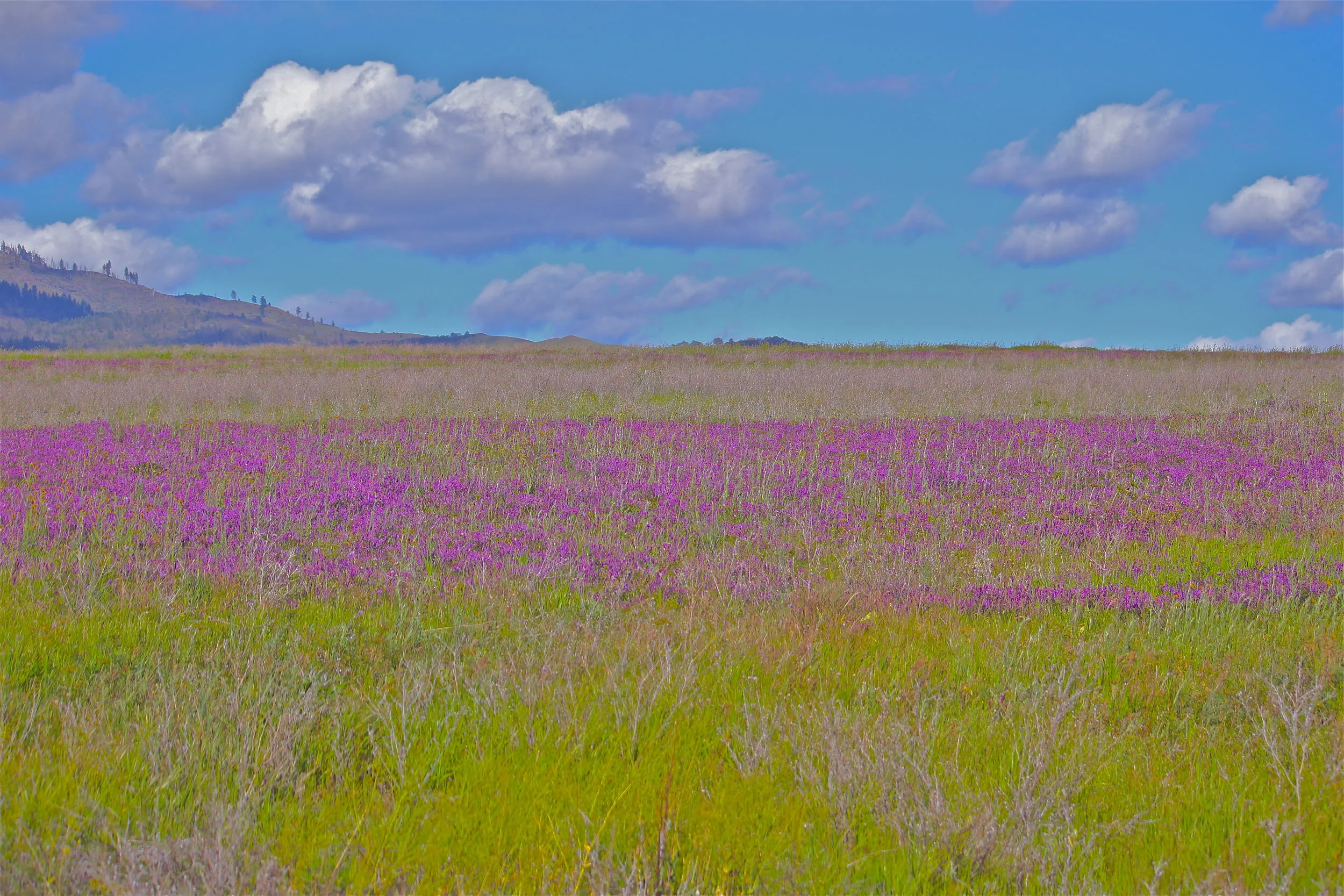 Cascade Foothills Wildflowers (early evening)