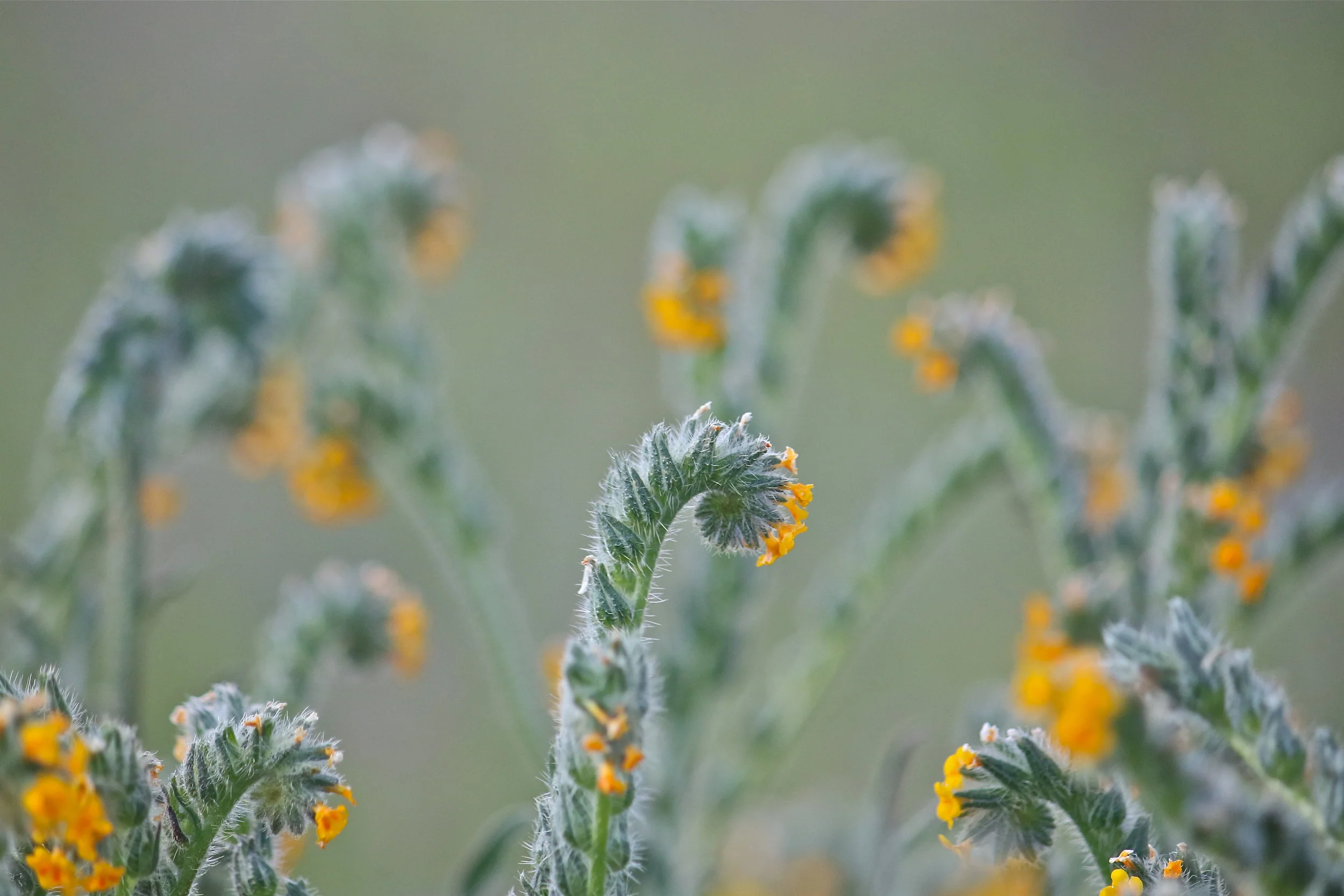 Cascade Foothills Wildflowers