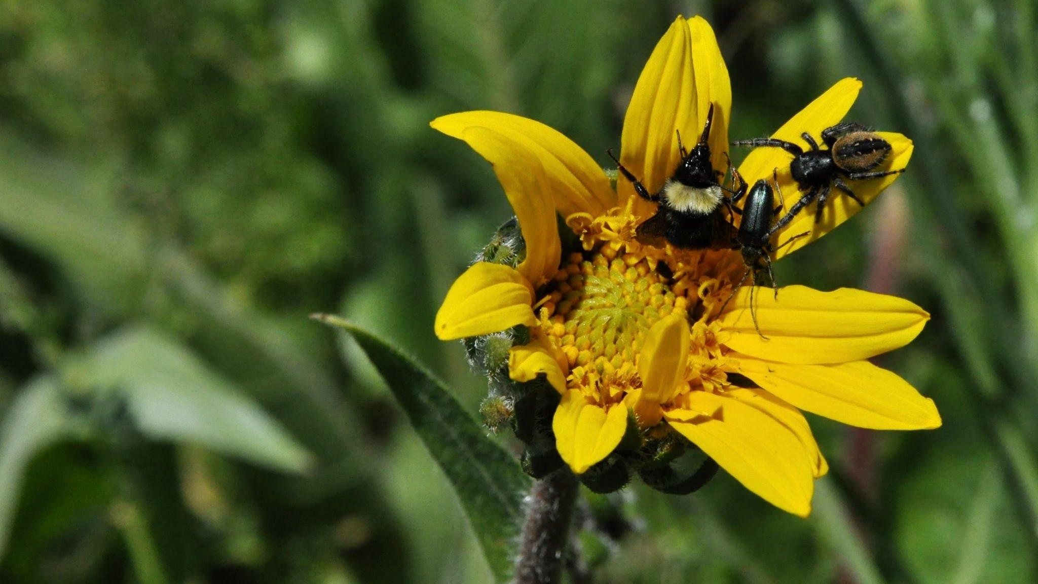 California Bumble Bee with jumping spider and beetle. Photo taken at the City of Ashland Imperatrice property by Pepper Trail