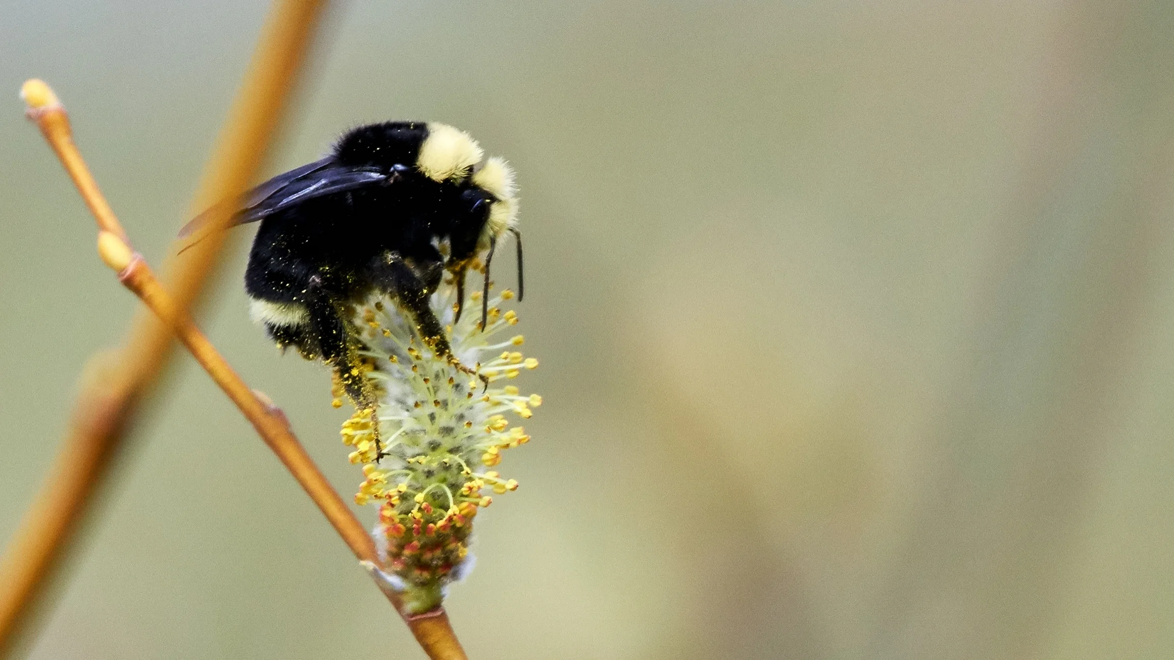 Yellow-faced bumble bee pollinating a willow tree. Photo by Frank Lospalluto.