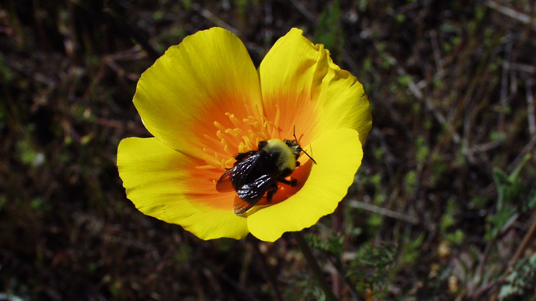 Franklin's bumble bee. Photo by Peter C. Schroeder.