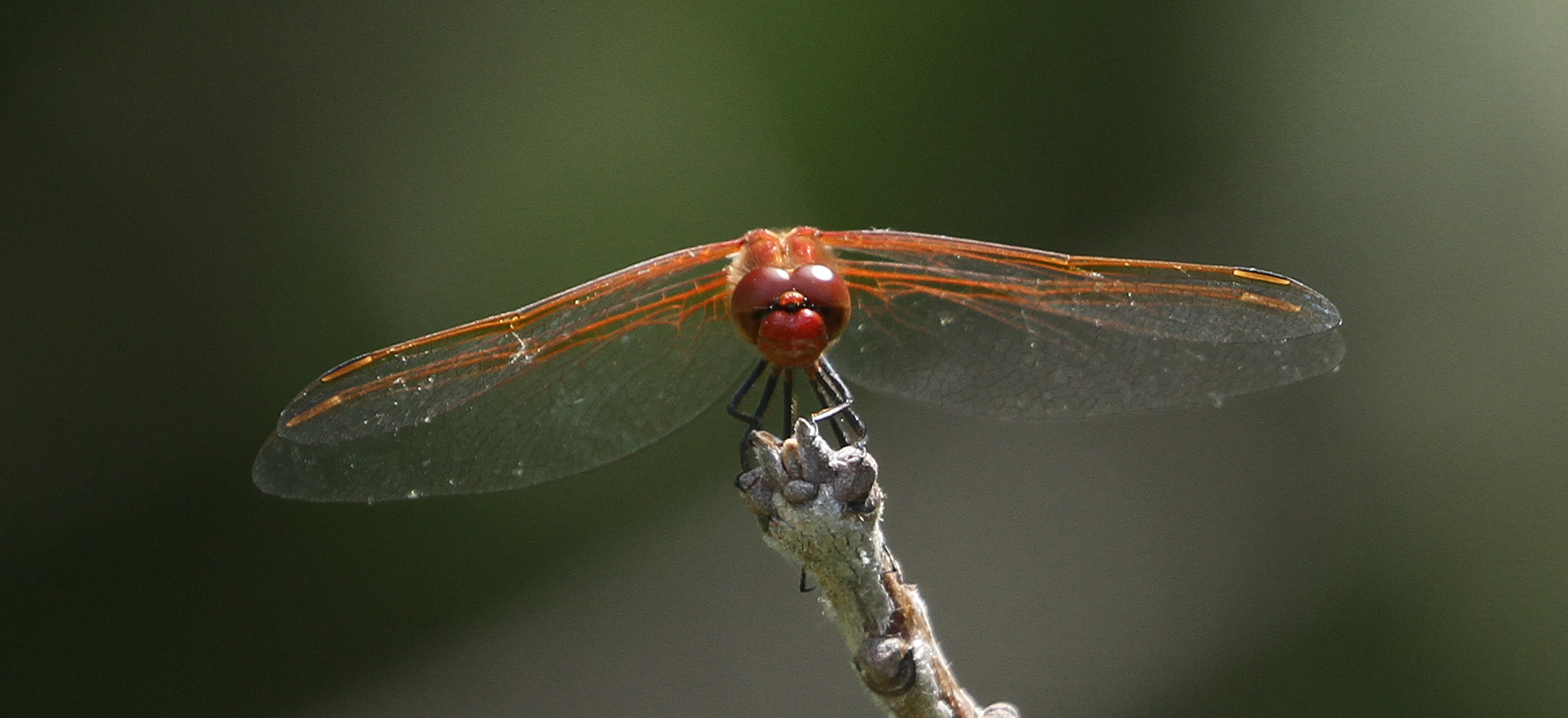 Red-veined Meadowhawk photo by Norm Barrett