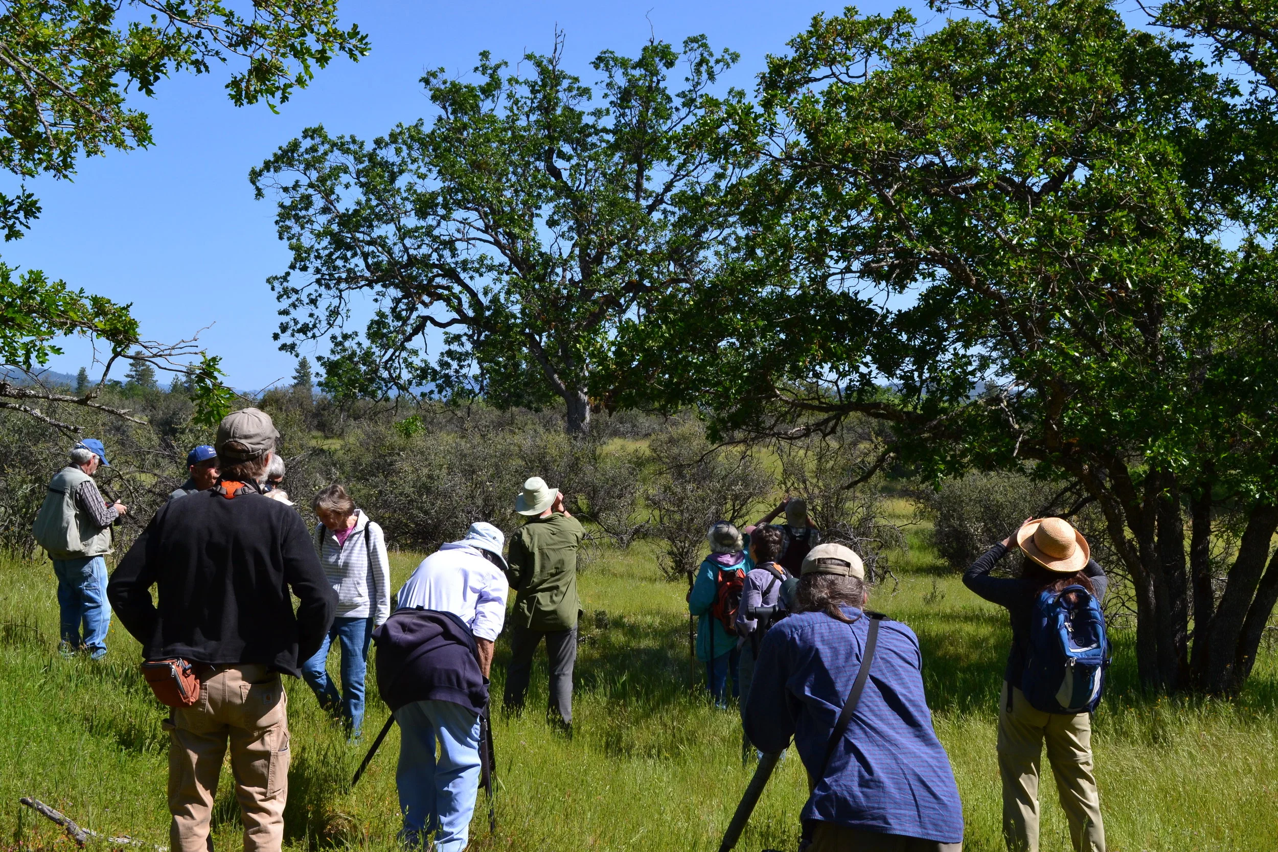 Birding Howard Prairie