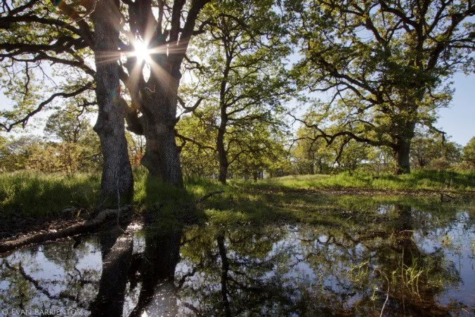 Vernal pool/oak woodland habitat being restored by ODOT and The Nature Conservancy near Central Point.