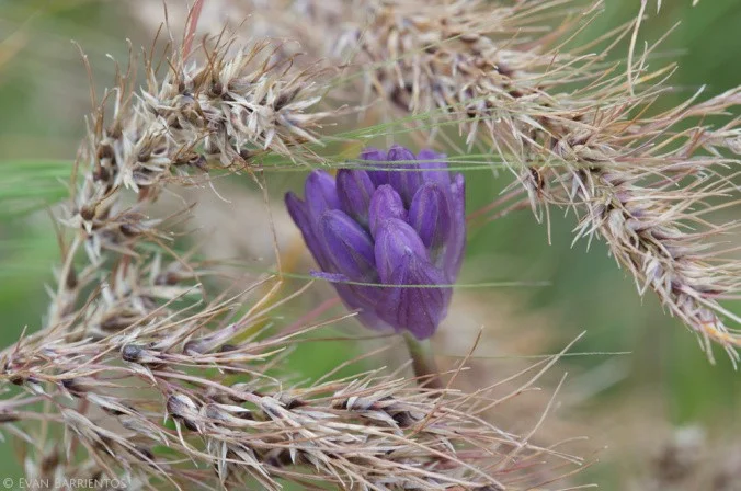 Oak woodland plants like blue dicks ( Dichelostemma capitatum ) are threatened by invasive grasses like
bulbous bluegrass ( Poa bulbosa )
Normal
0
false
false
false
EN-US
X-NONE
X-NONE
.