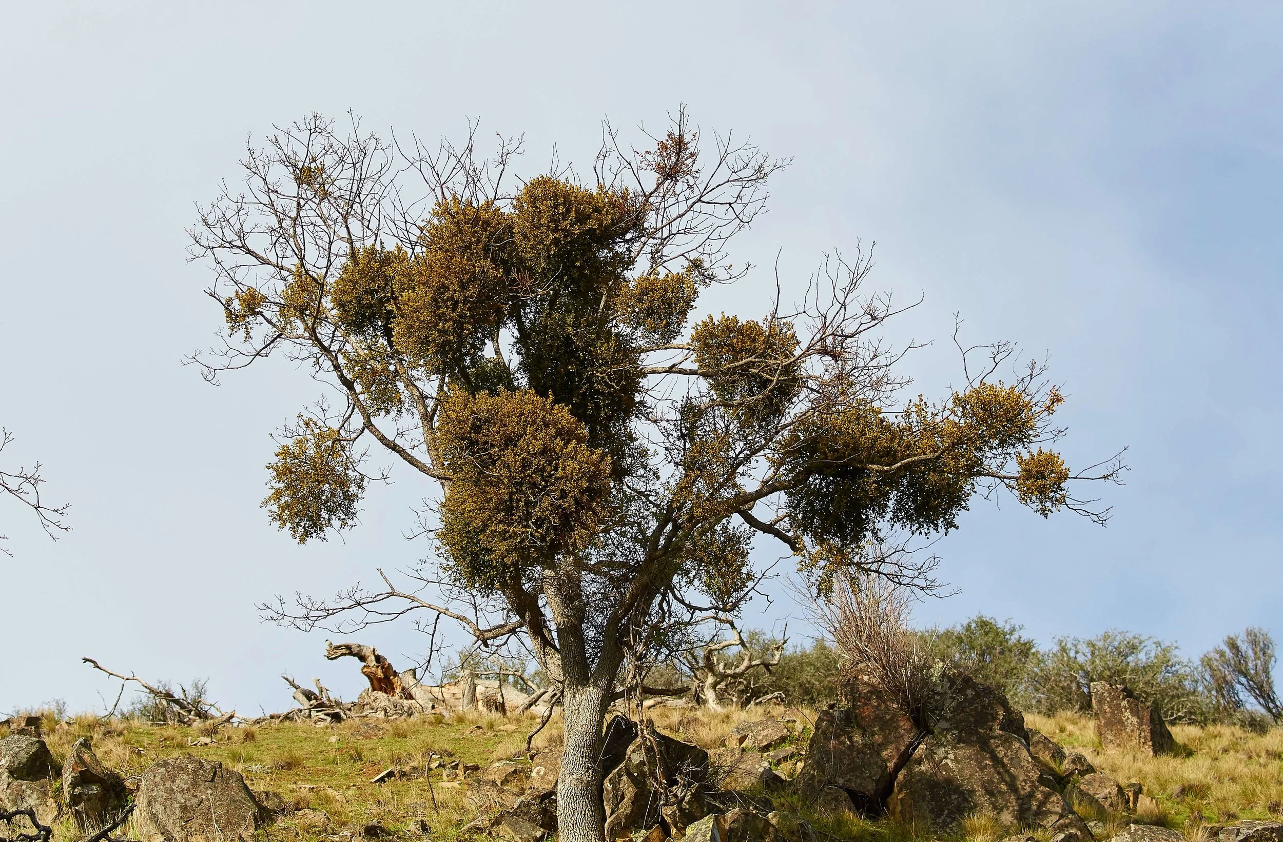 Oak Mistletoe photo by Frank Lospalluto.