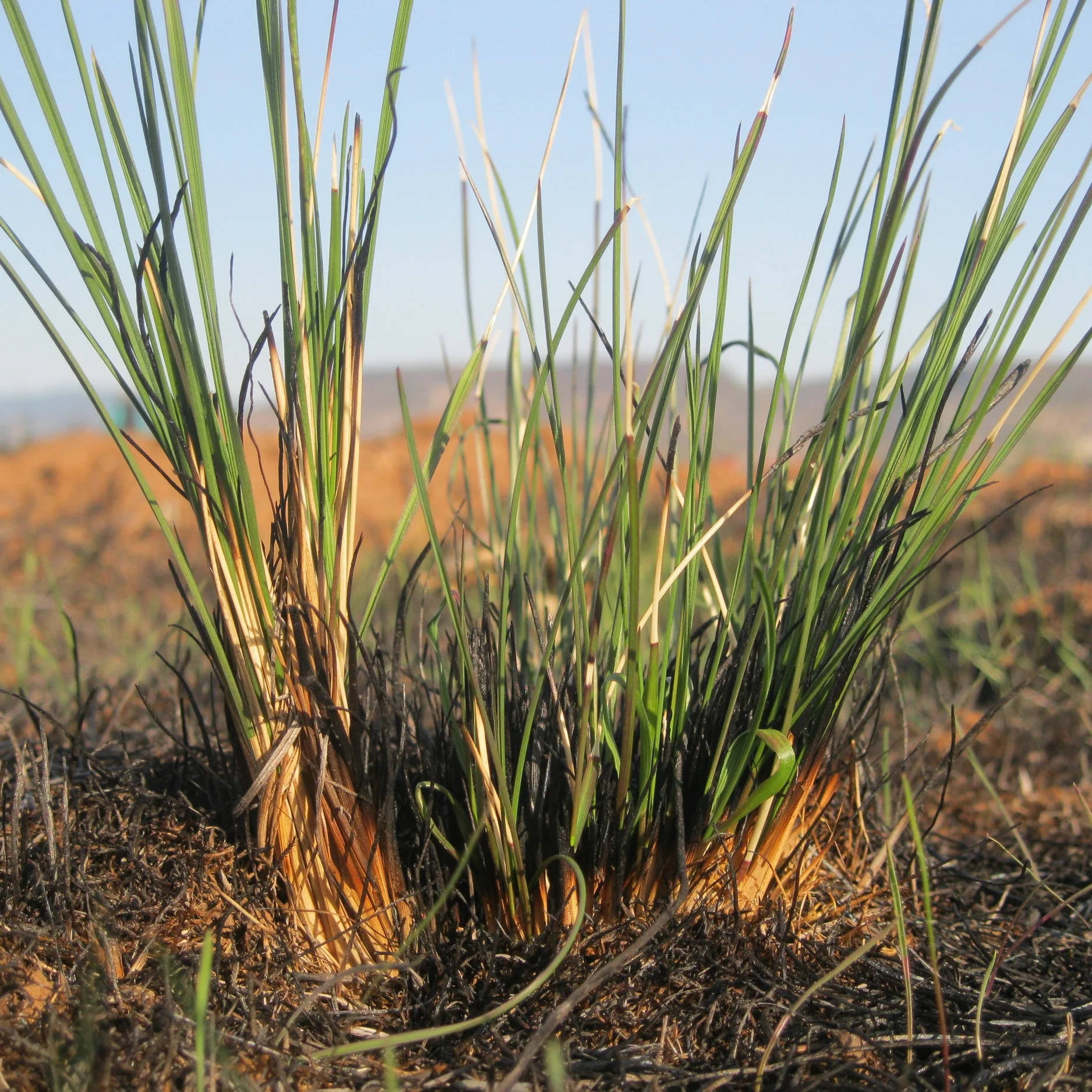 Bunchgrass Led Bunchgrasses: The inspiration behind SOLC’s modern logo