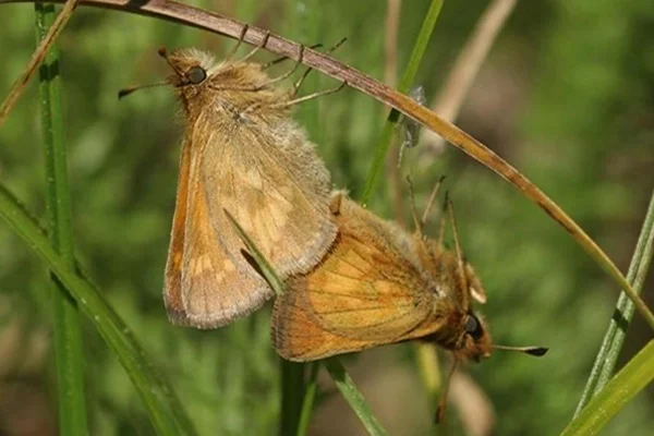 Mardon skipper butterfly. Photo by Tom Kogut, U.S. Forest Service