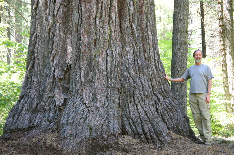 This sugar pine, found in California, made it on the list of American Forests Champion Trees in 2016. It is the largest known tree of its species in the country. Check out Champion Trees National Register to view more champions and submit nominees.