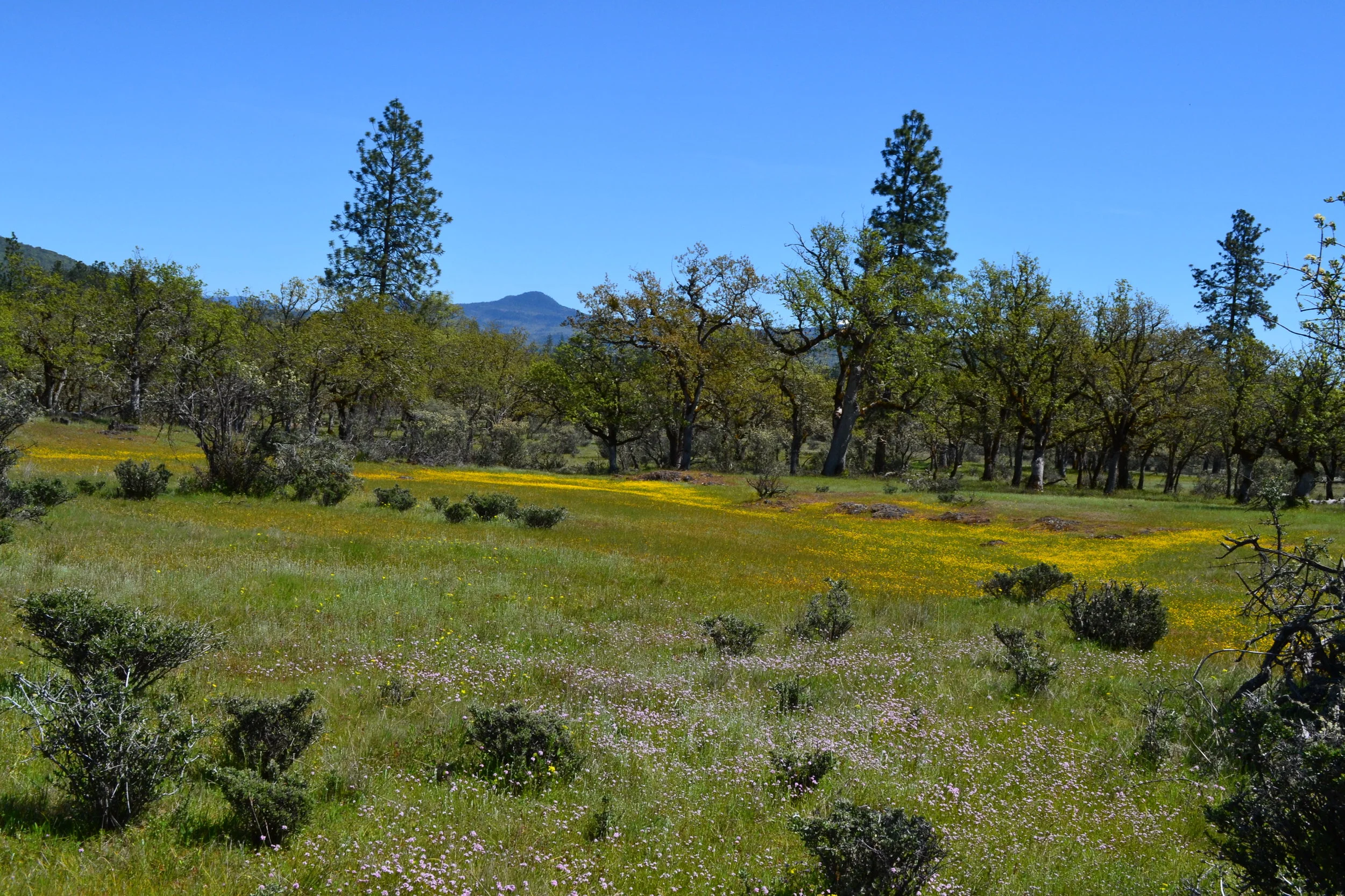 2018 Member Picnic & Annual Meeting