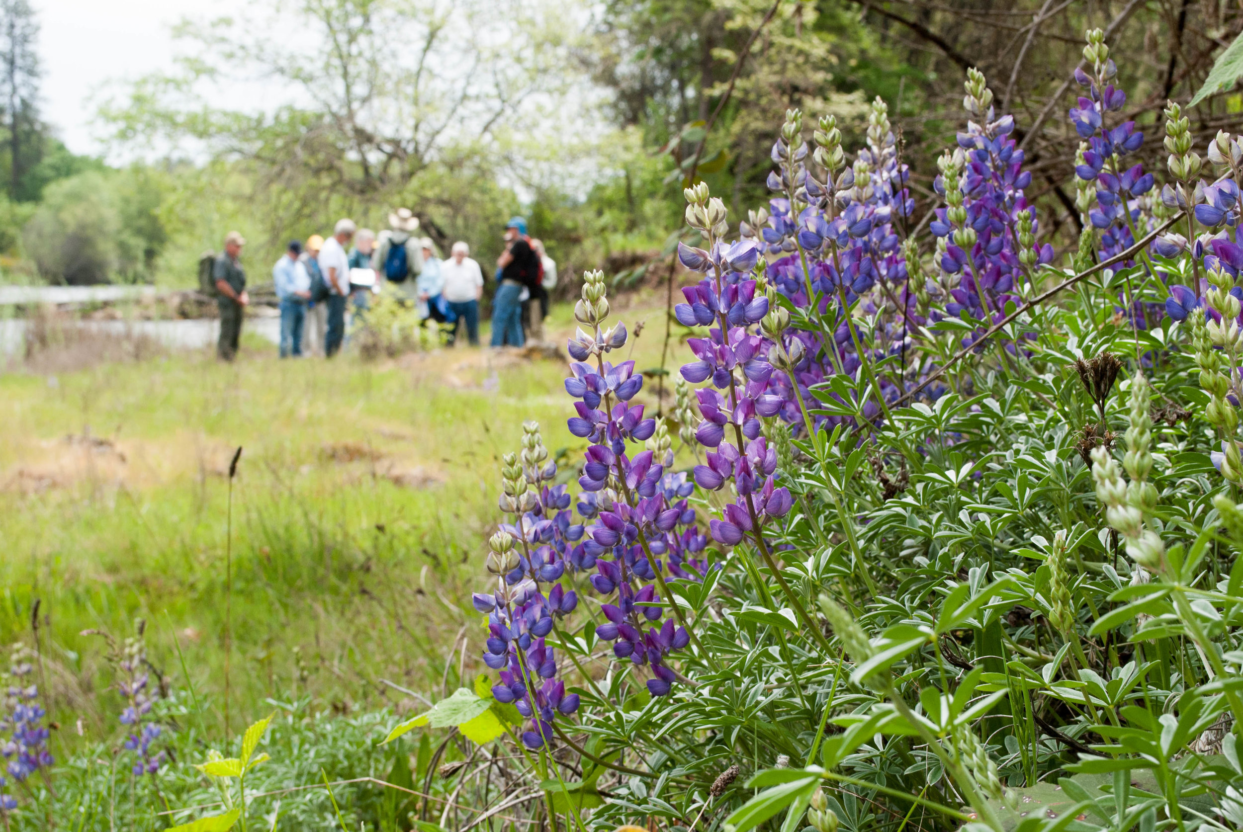 Fish, Forest and Landforms at Rogue River Preserve