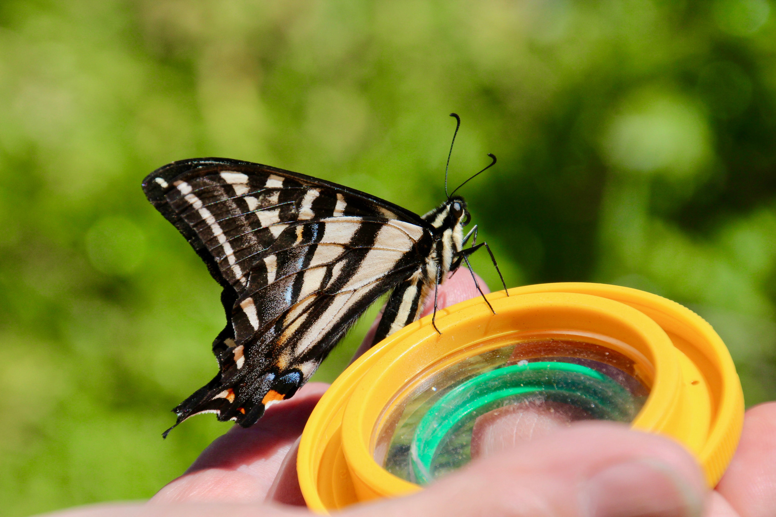 Butterflies at Cascade-Siskiyou National Monument
