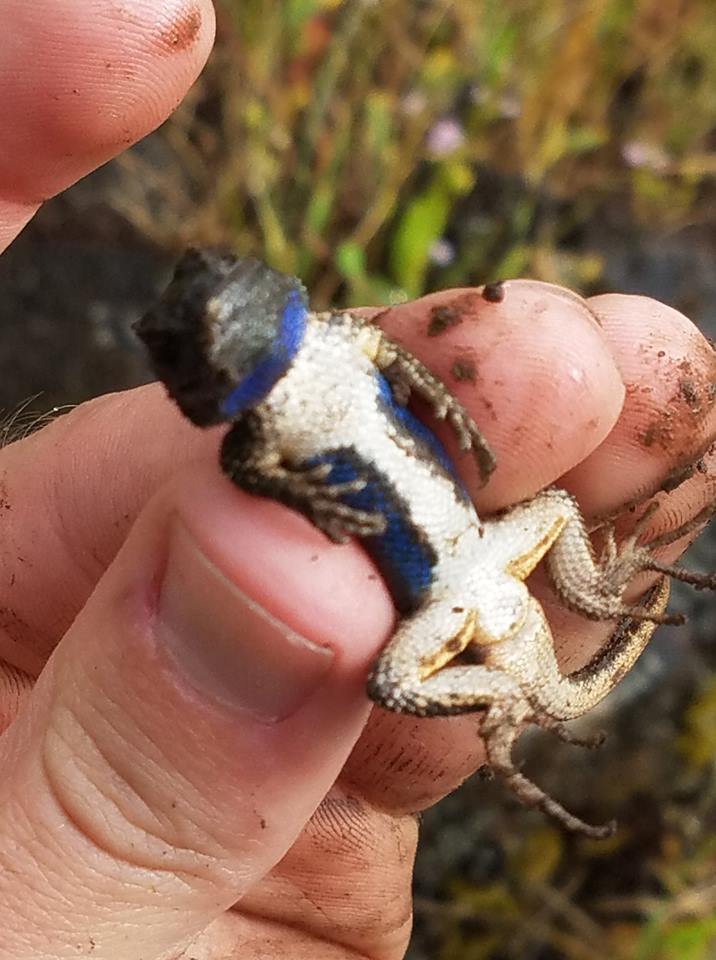 Herptile Bioblitz at Rogue River Preserve