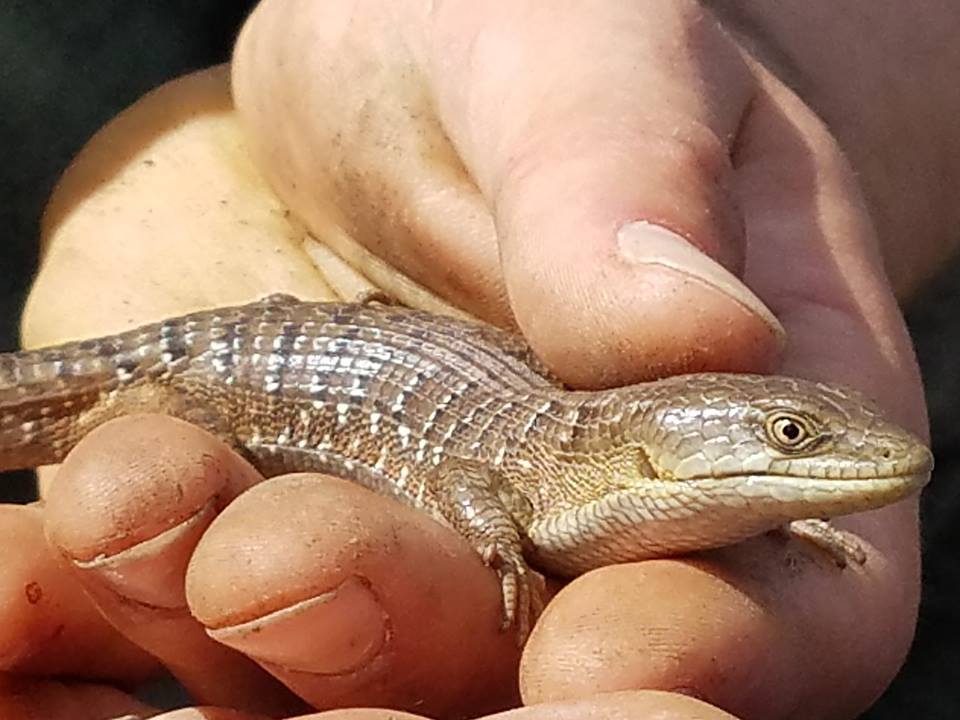 Herptile Bioblitz at Rogue River Preserve