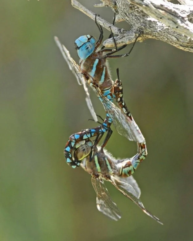 Blue-eyedDarner_NormBarrett.jpg