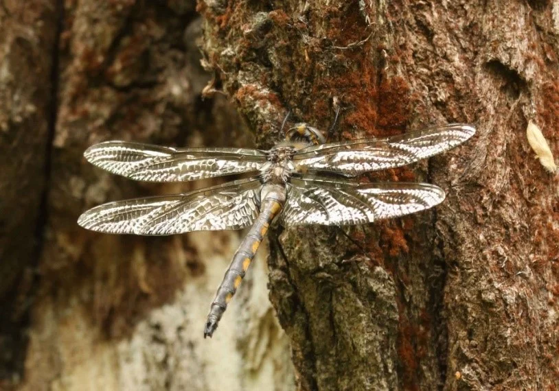 BEAVERPOND BASKETTAIL_Norm Barrett.jpg