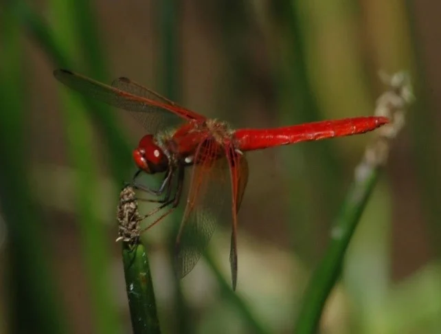 CARDINAL MEADOWHAWK_Norm Barrett.jpg