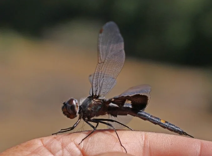 BLACK SADDLEBAGS_NormBarrett.jpg