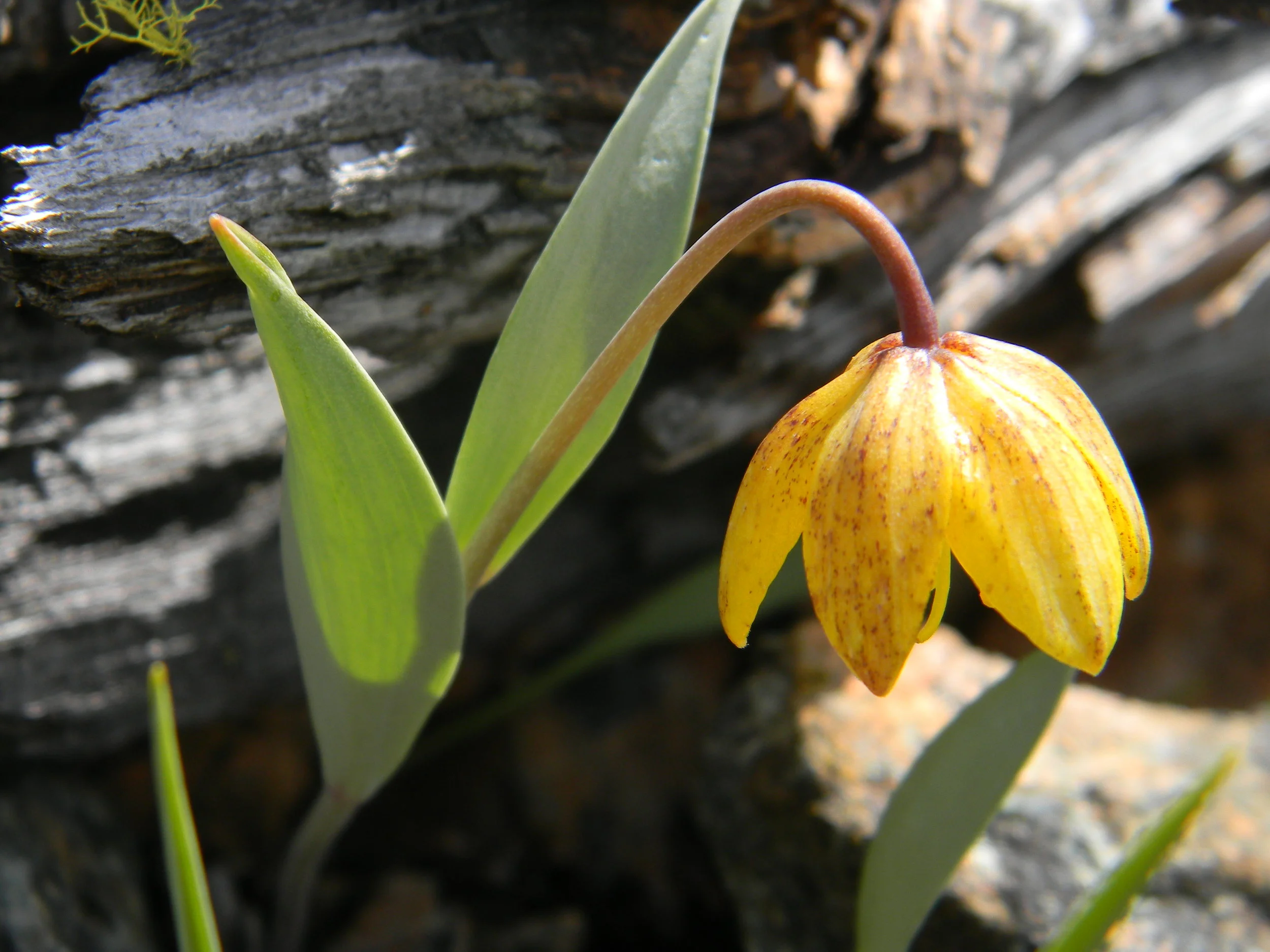 Siskiyou fritillary