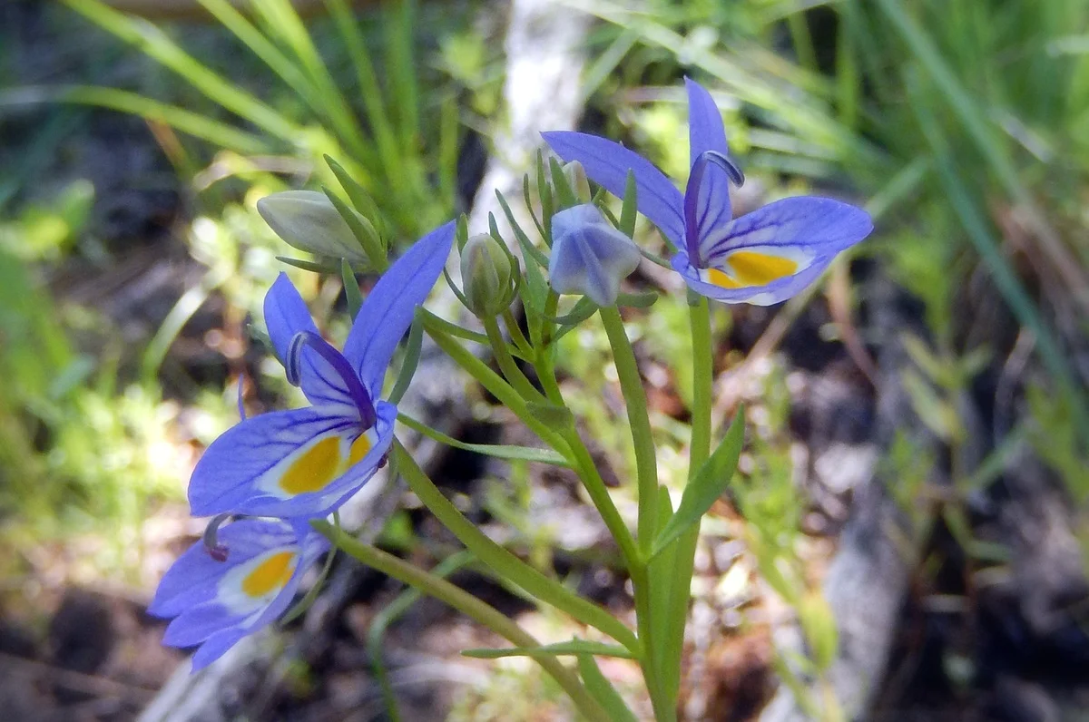 Intro to Botany at Rogue River Preserve