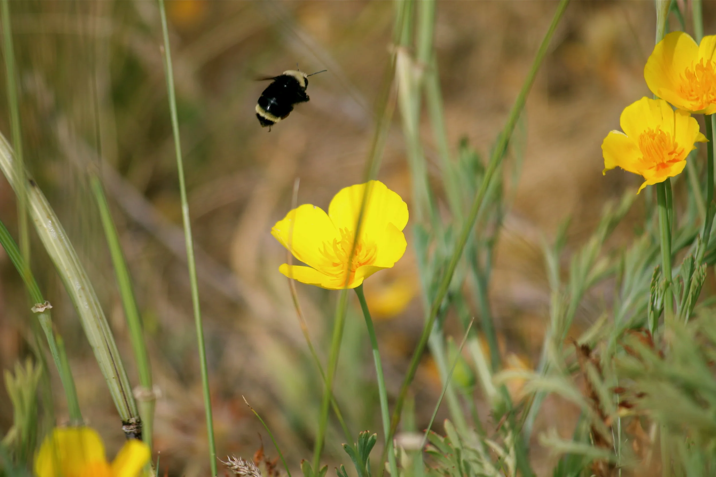 Siskiyou Crest Posies &amp; Pollinators