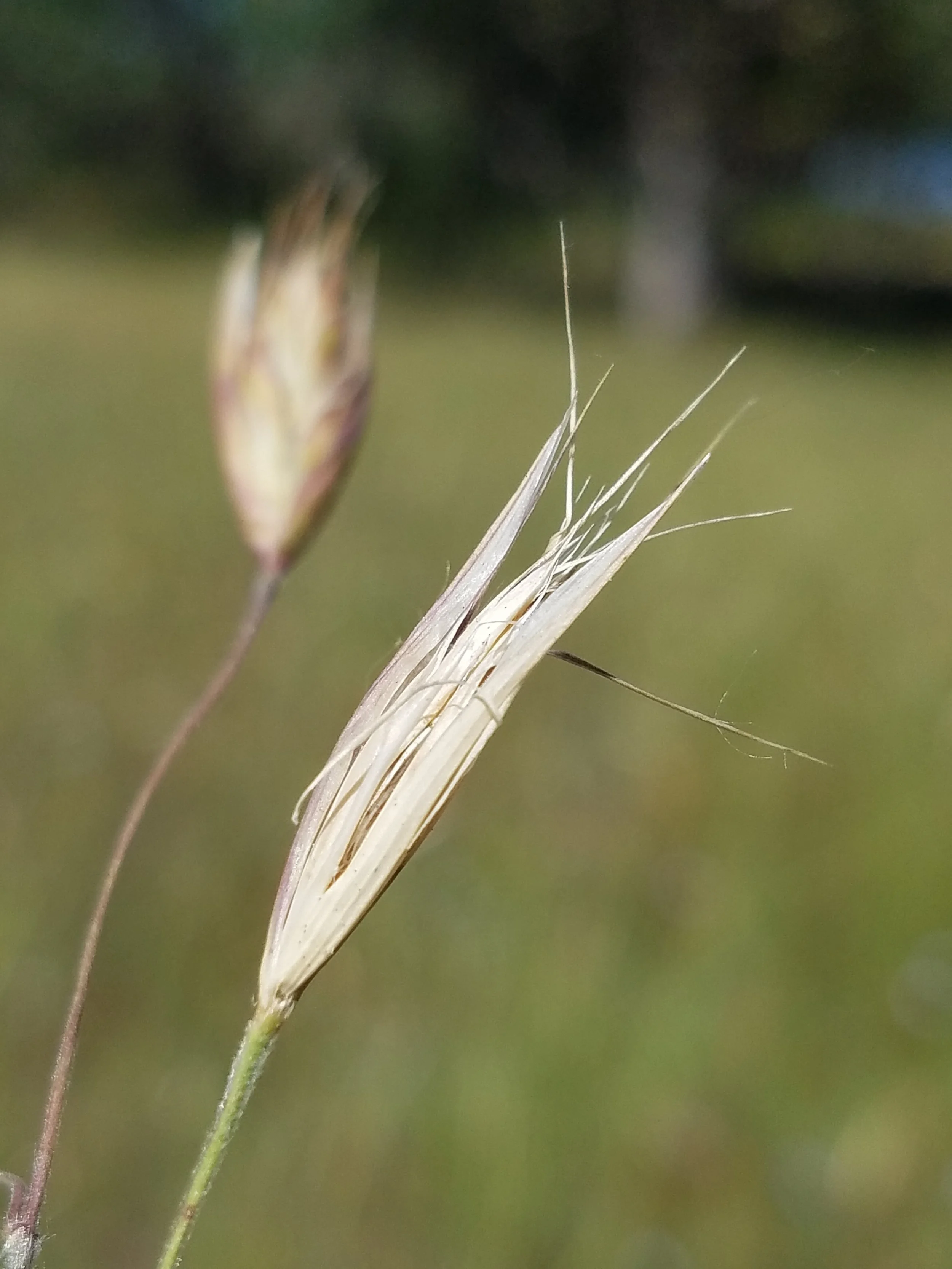 California oatgrass