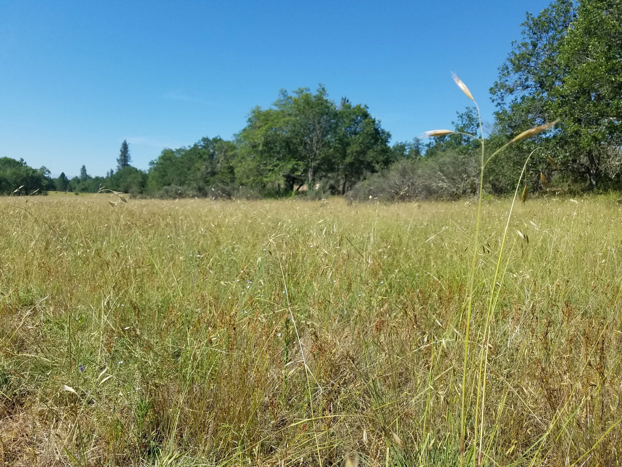 Native Seed Collection at Rogue River Preserve