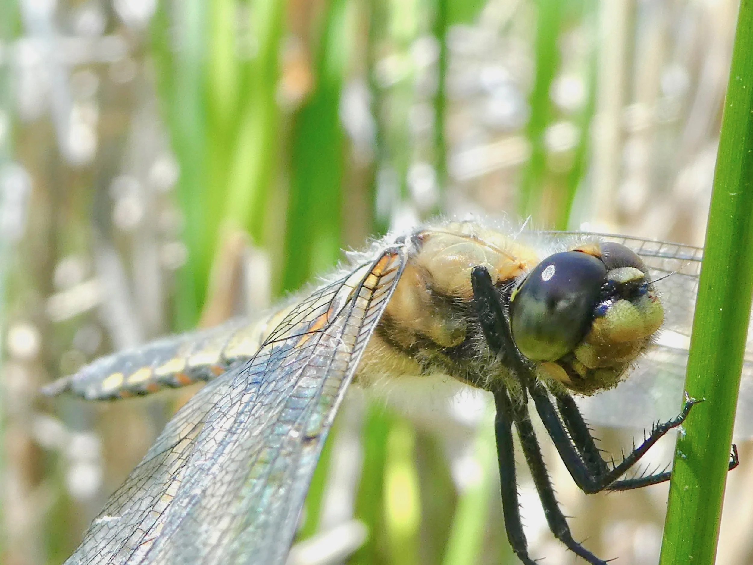 Dragonflies of the Siskiyou Summit