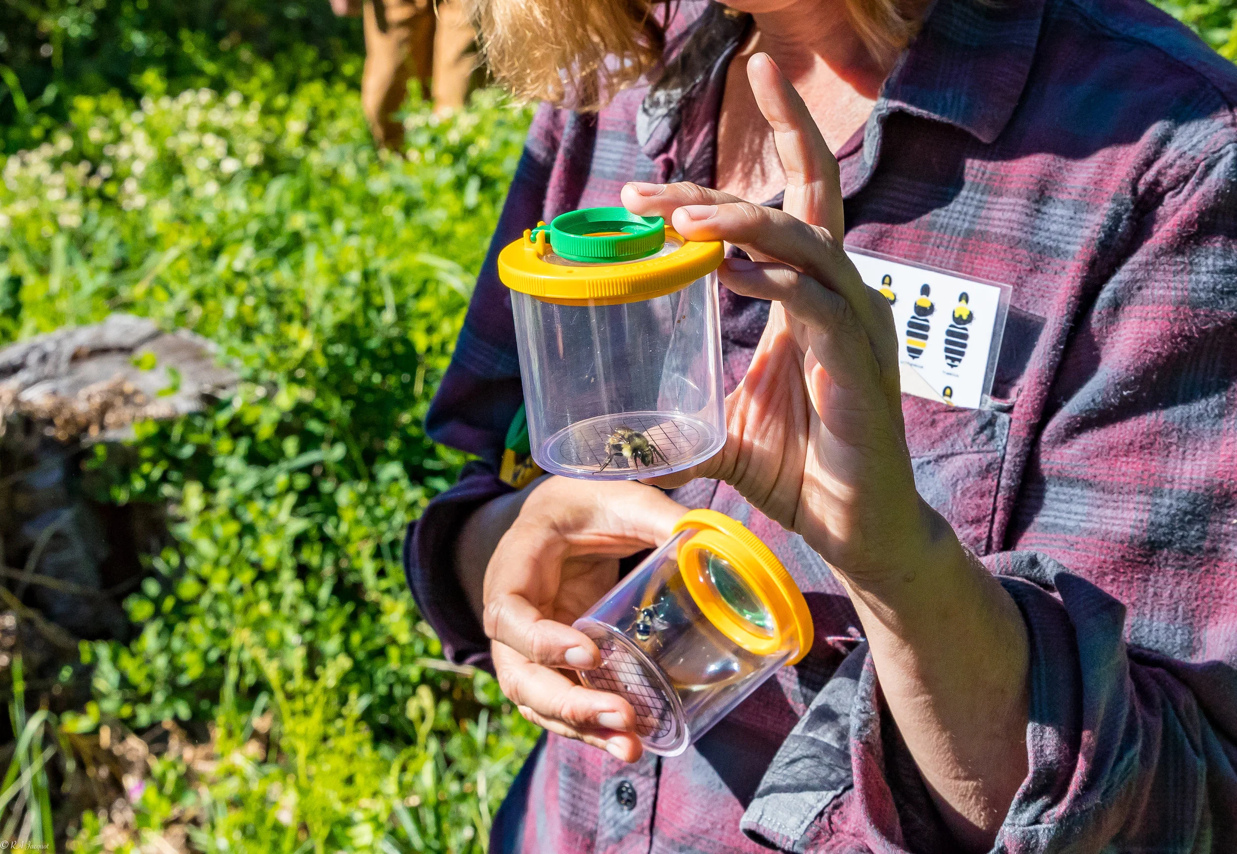 Siskiyou Crest Posies & Pollinators