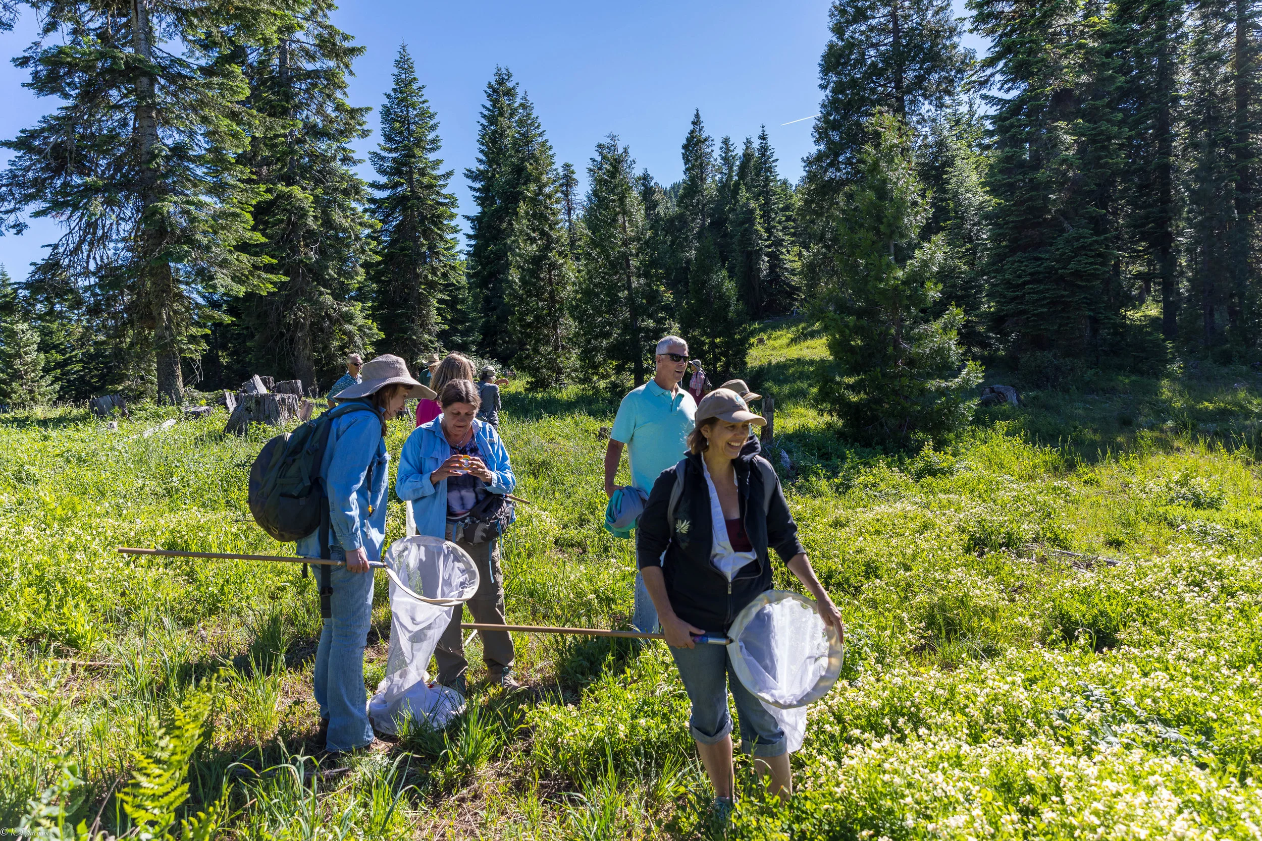 Siskiyou Crest Posies &amp; Pollinators