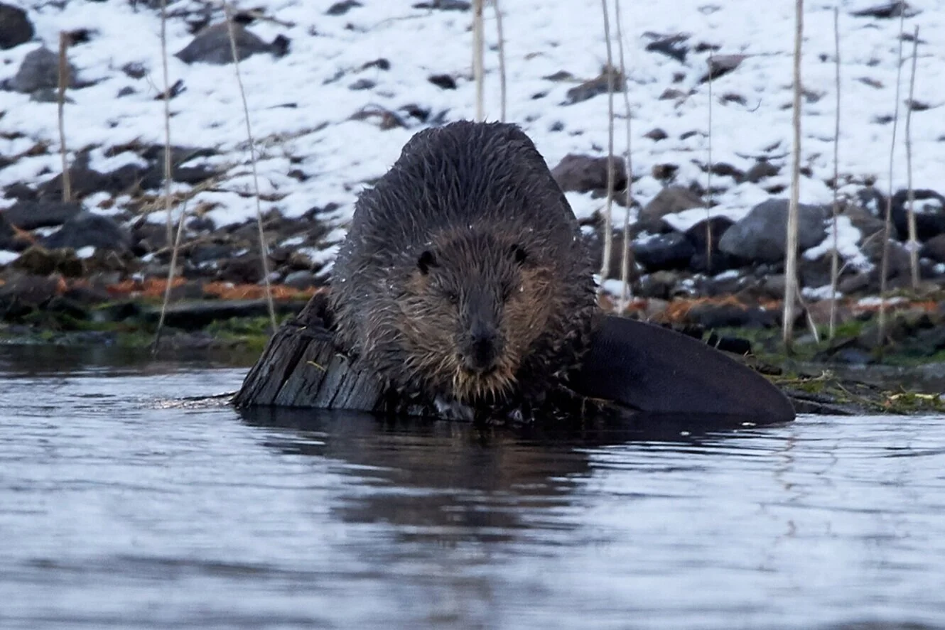 Beaver photo taken by Frank Lospalluto