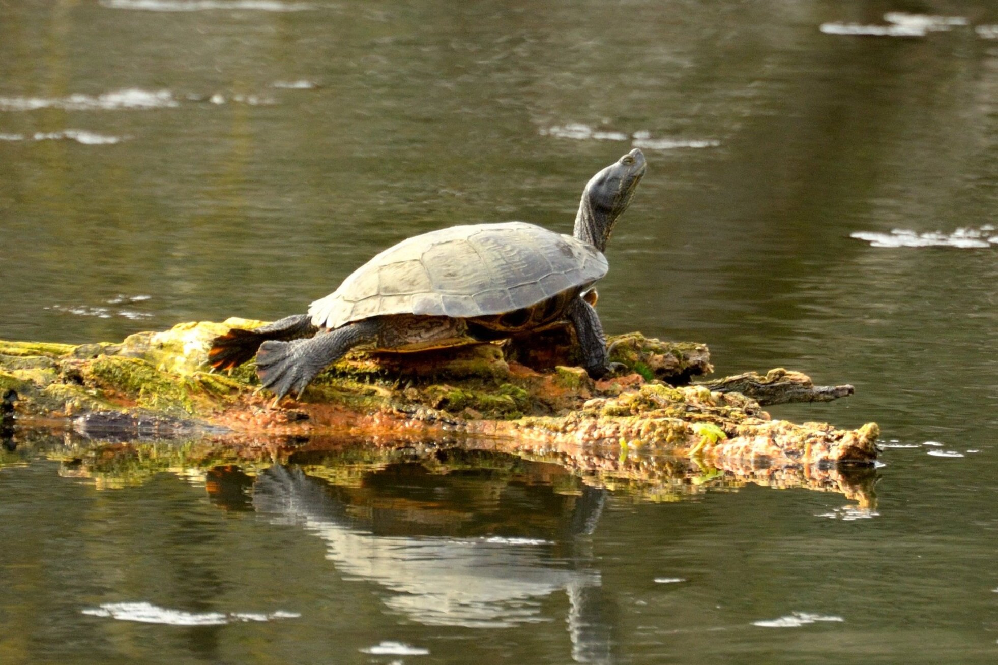 Western Pond Turtle photo (and banner photo) by Frank Lospalluto
