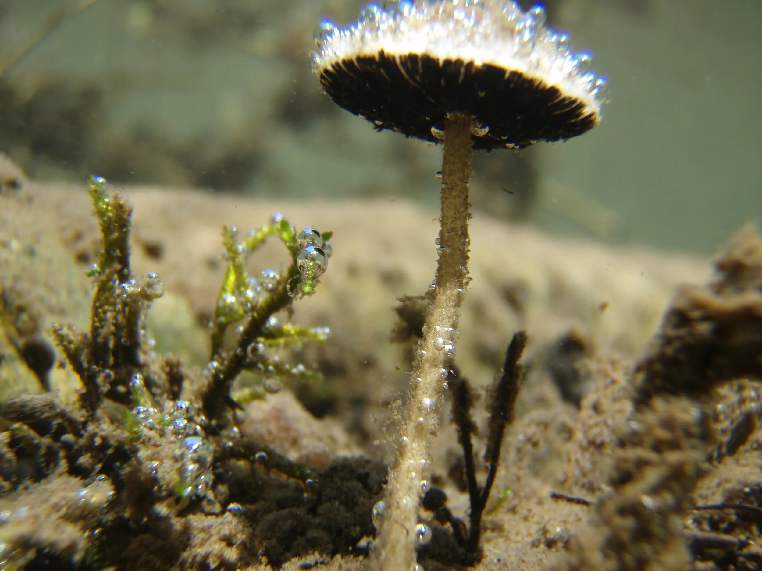 Aquatic Mushroom ( Psathyrella aquatica ) photo by Robert Coffan