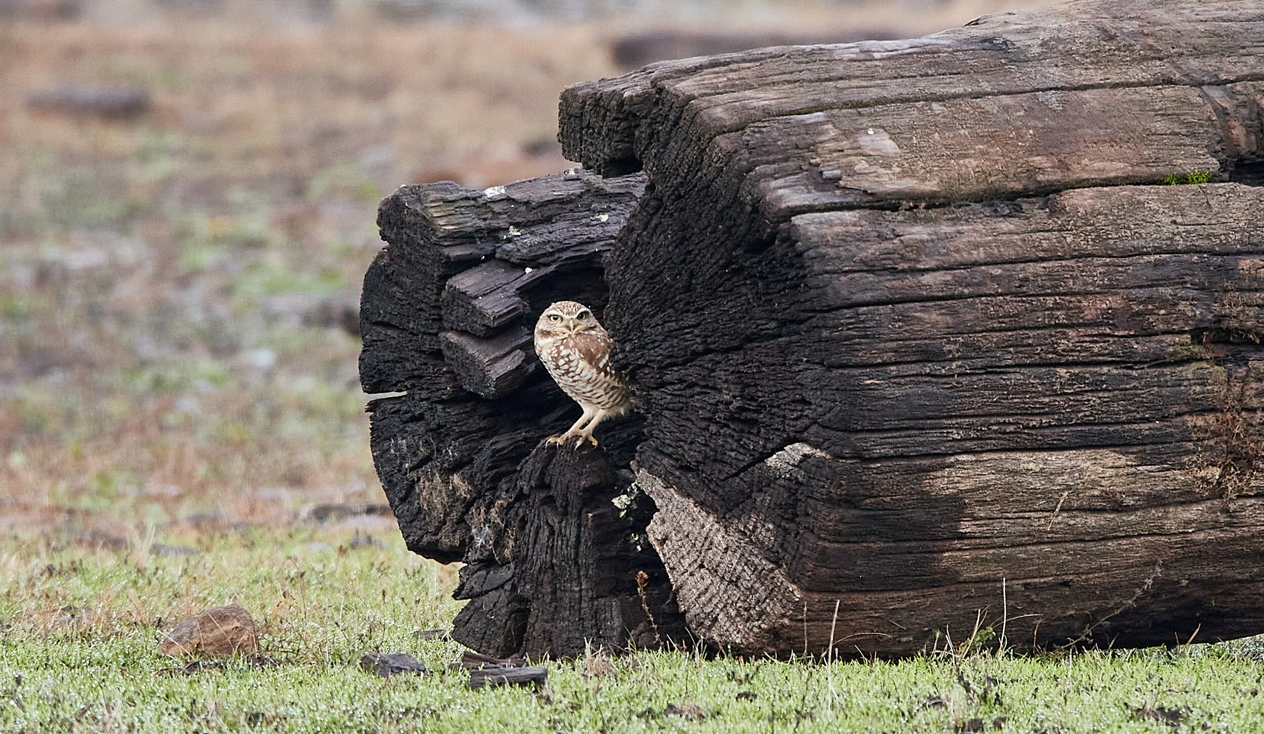 SOLC's Response to COVID-19