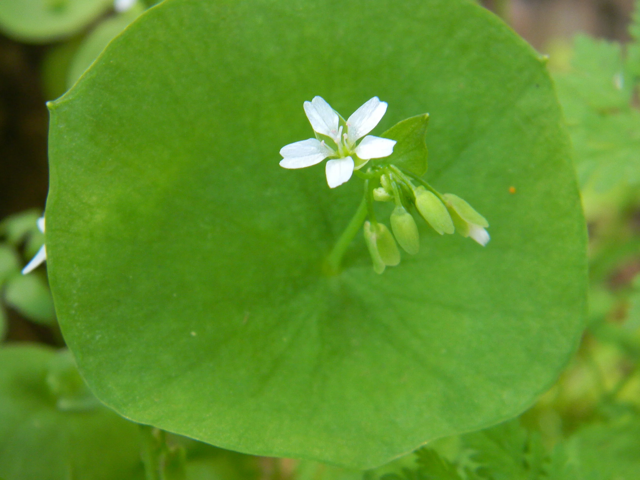 Miner's lettuce