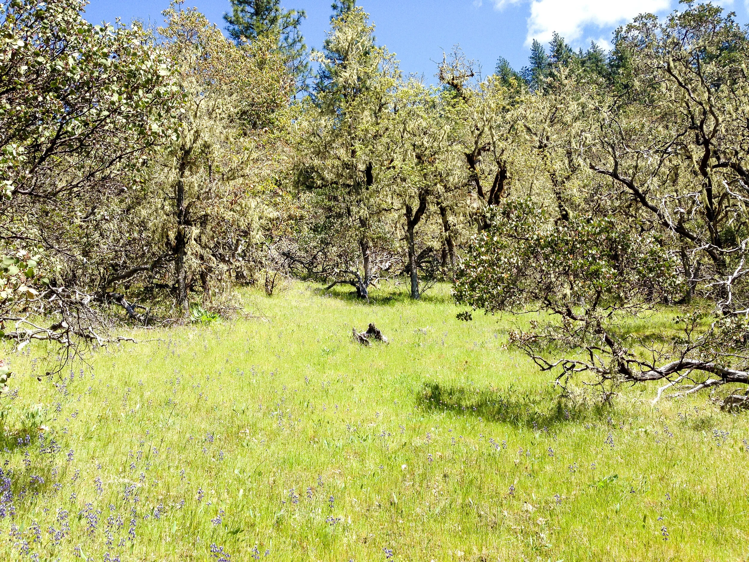 We did it! 161 New Acres Preserved in Evans Creek Watershed