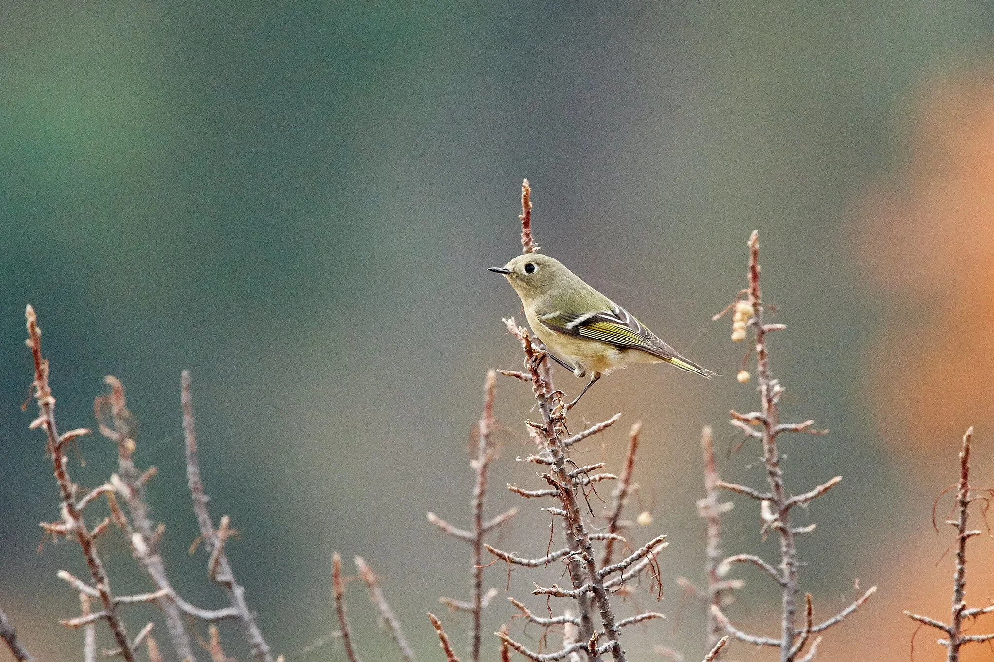 Tiny monarchs: Ruby-crowned Kinglets