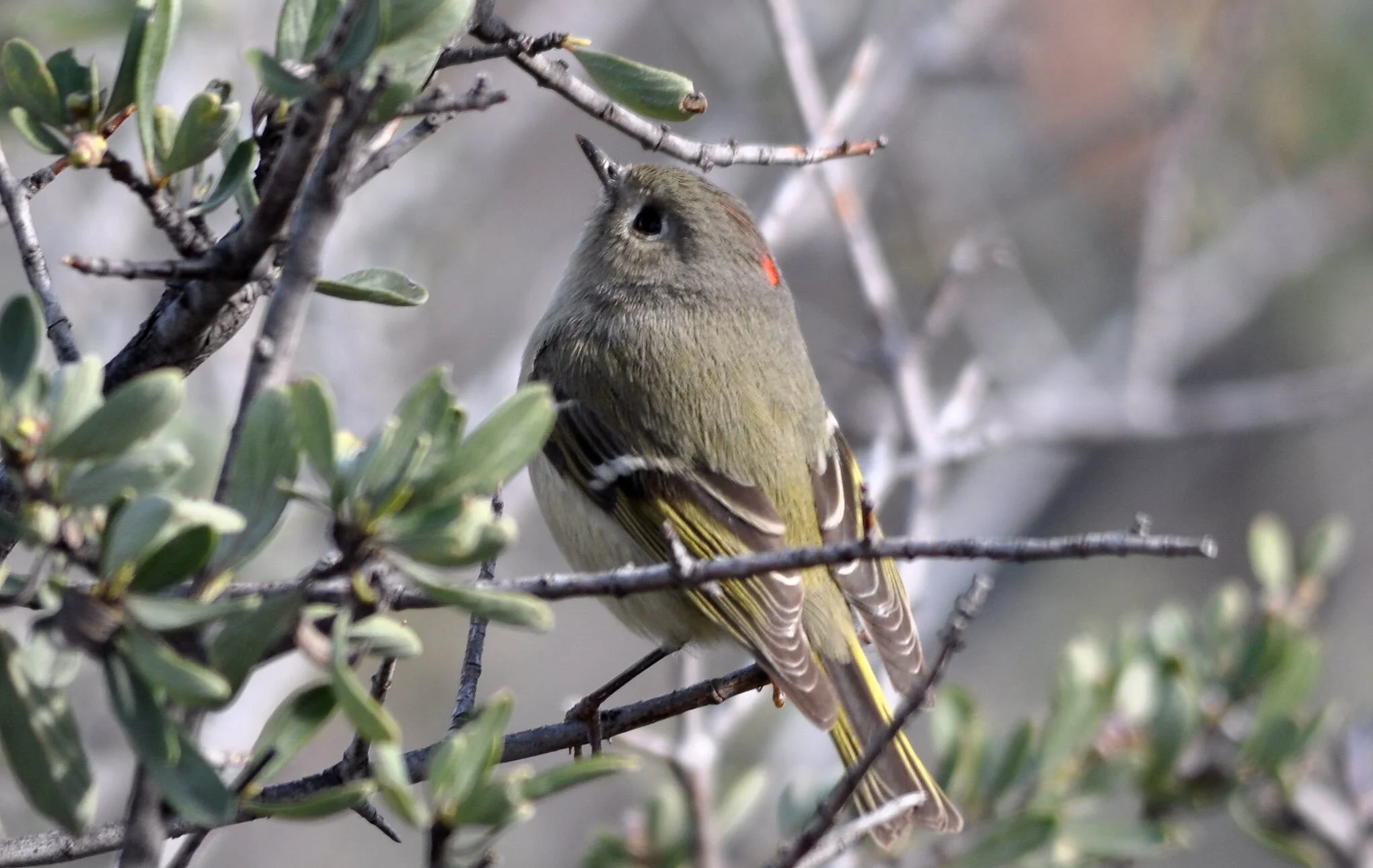 How Deep Is A Ruby Crowned Kinglet Nest? – TXFPO