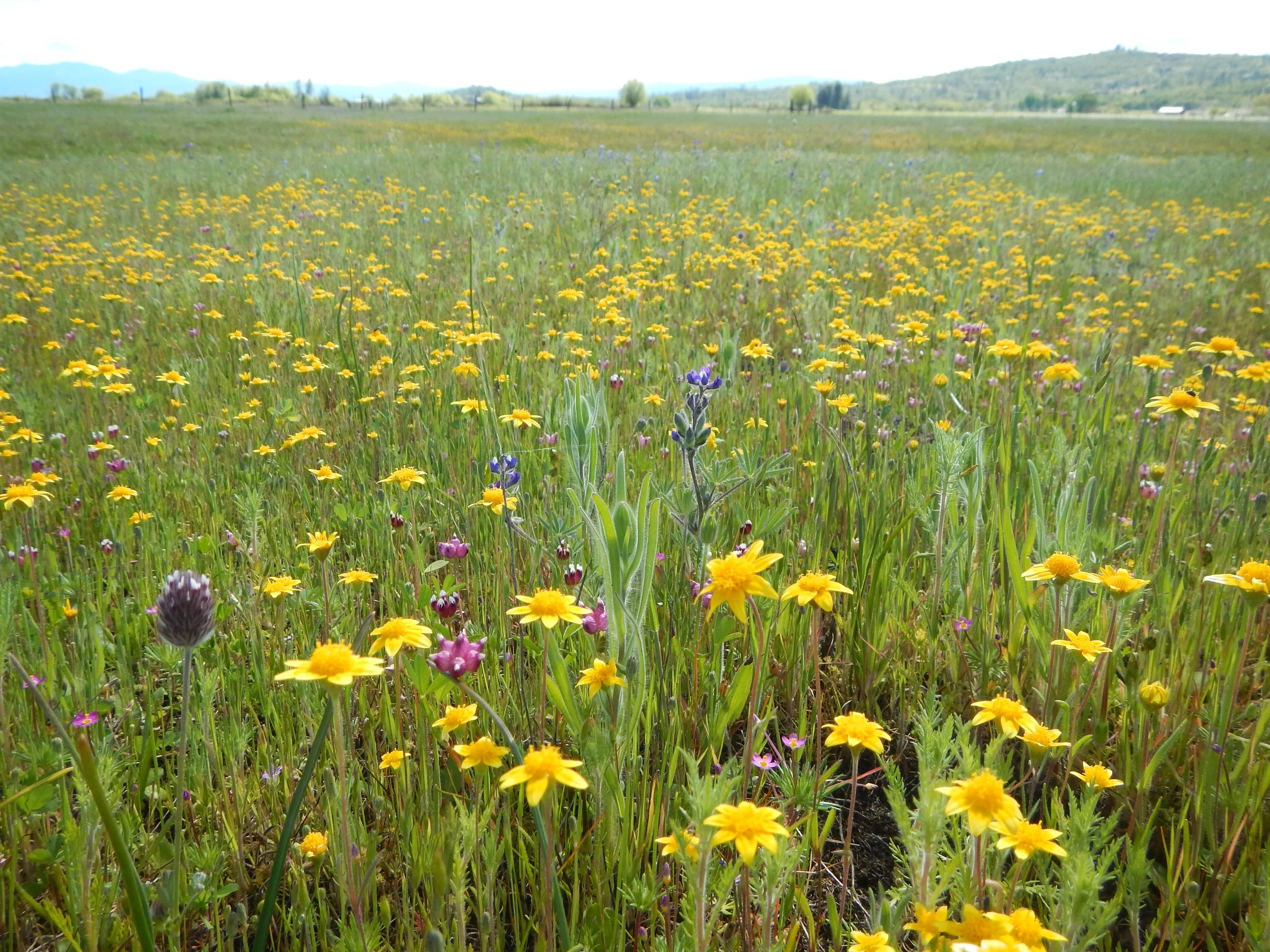 Vernal Pool Flower Power Hike