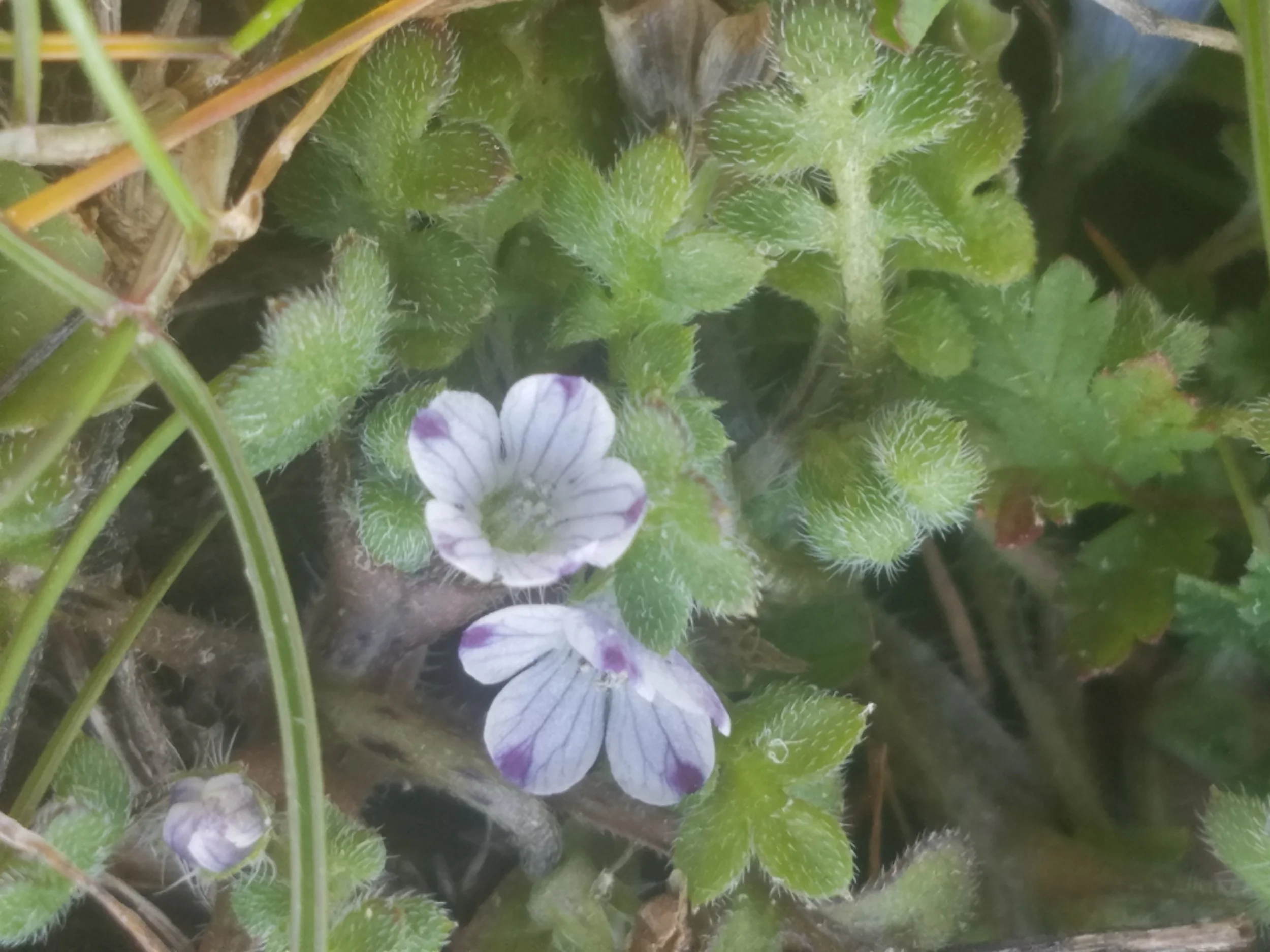Meadow nemophilia