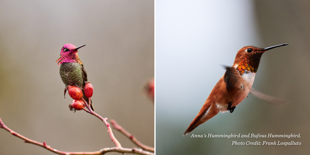 Anna's Hummingbird and Rufous Hummingbird