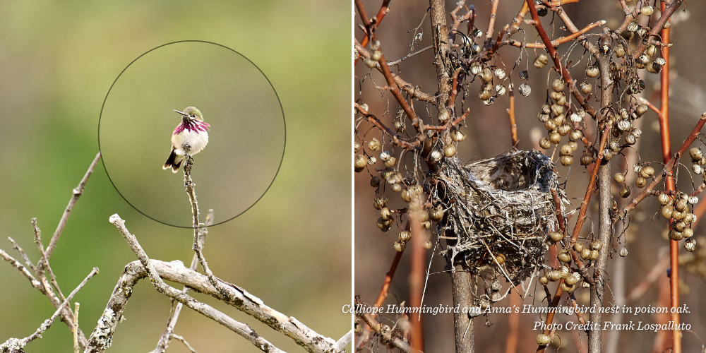 Calliope Hummingbird and Anna's Hummingbird nest in poison oak.