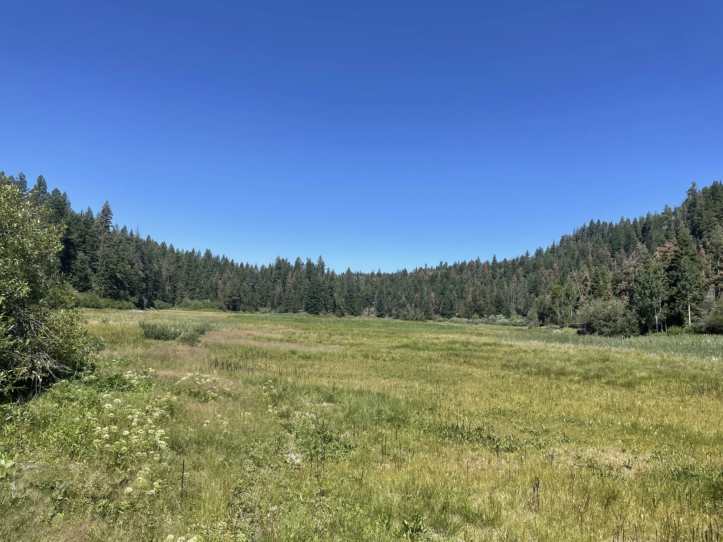 Sharon Fen from south.JPG