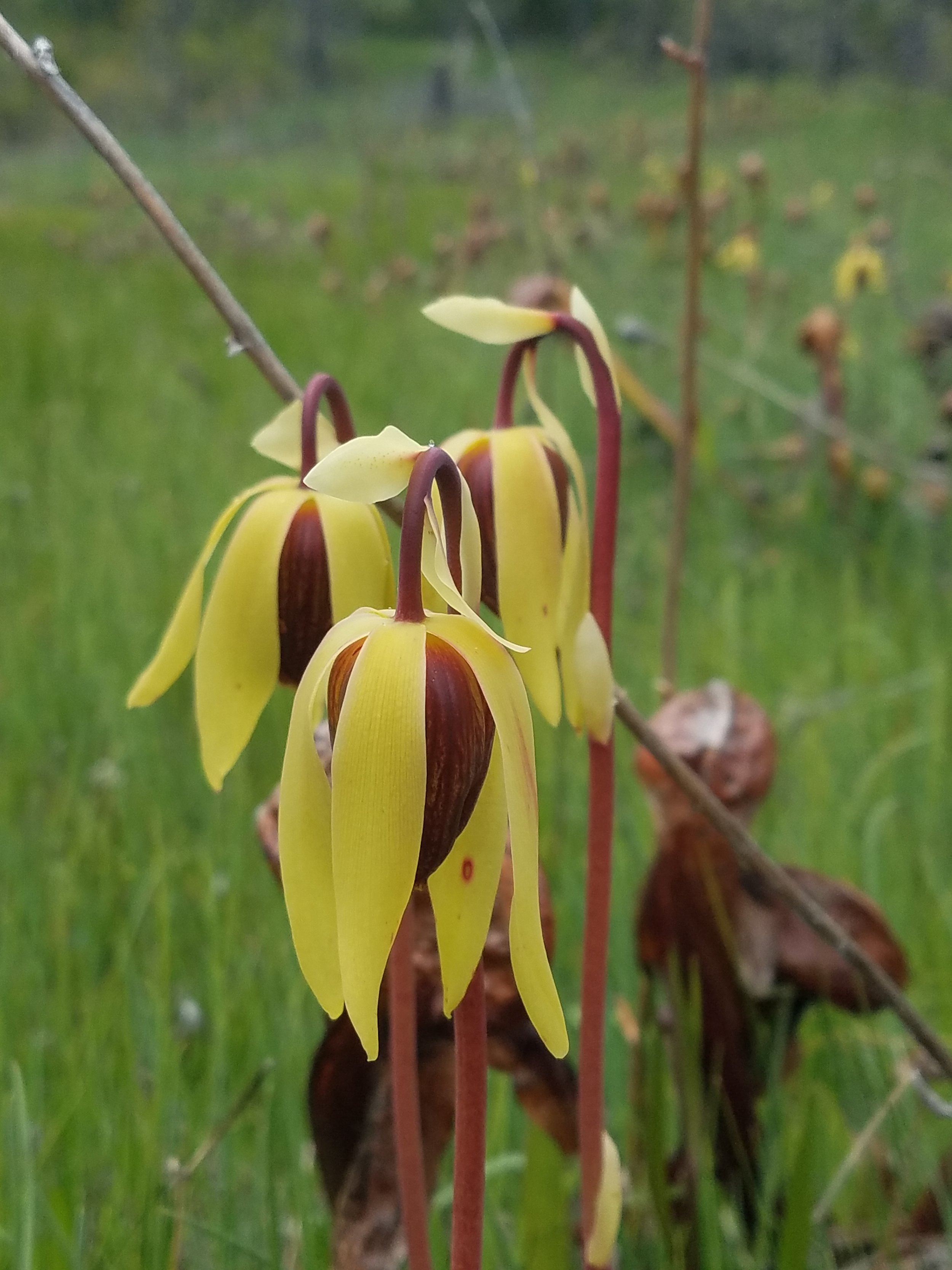 cobralily flowers_km.jpg