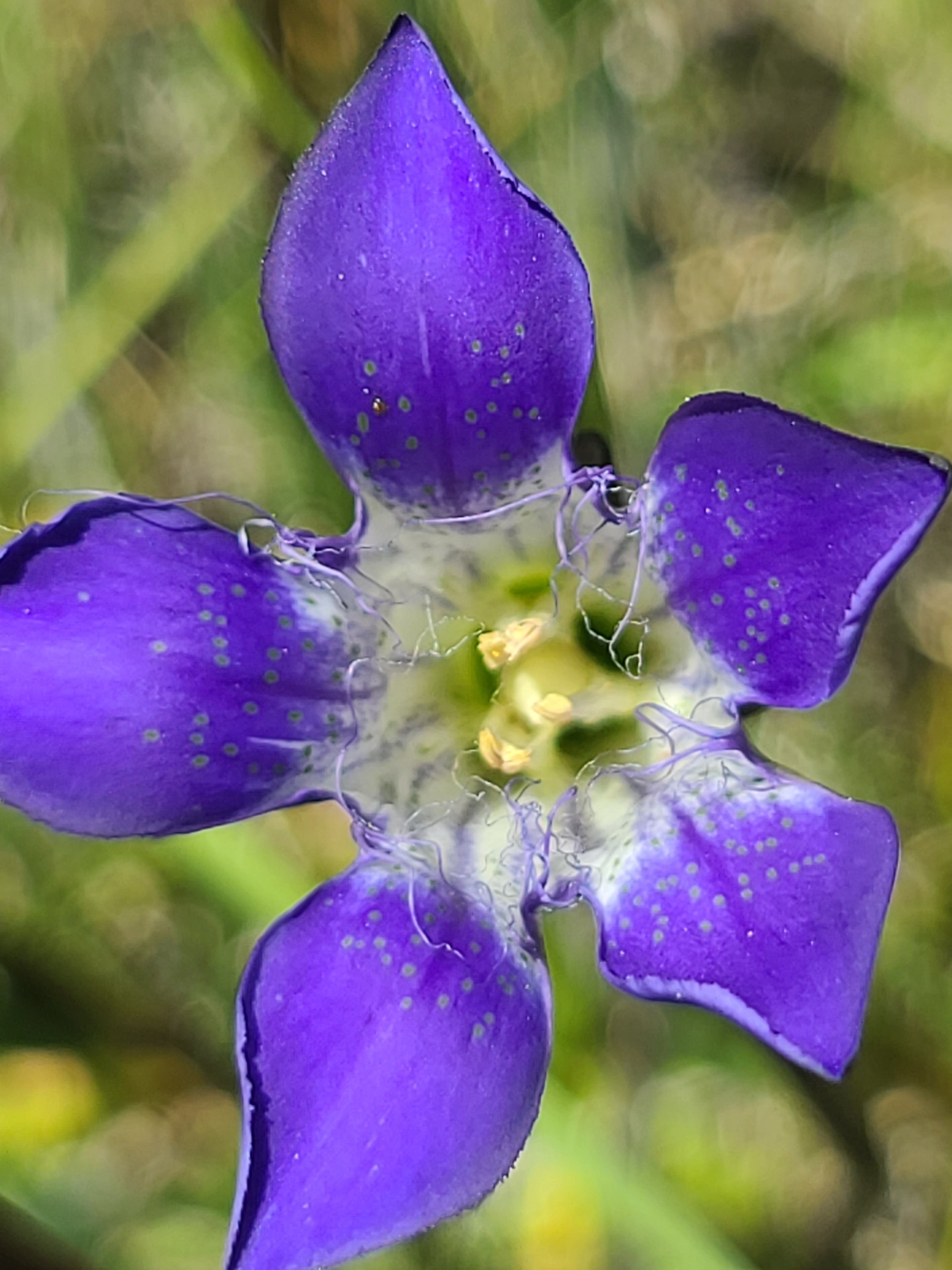 Rare Waldo's gentian EighDol Gentiana setigera km.jpg