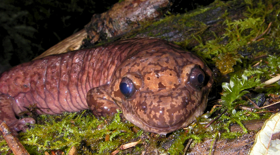 Pacific Giant Salamander